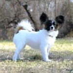 Papillon Dogs