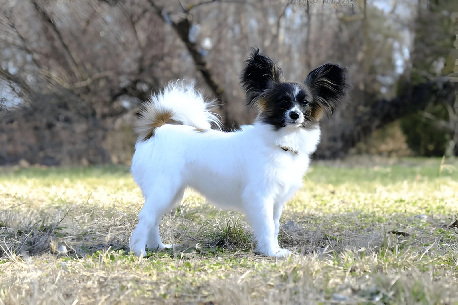 Papillon Dogs