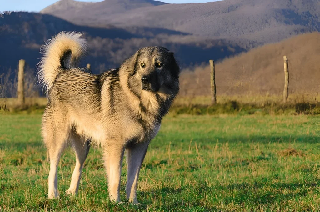 sarplaninac dog breeders