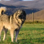 sarplaninac dog breeders