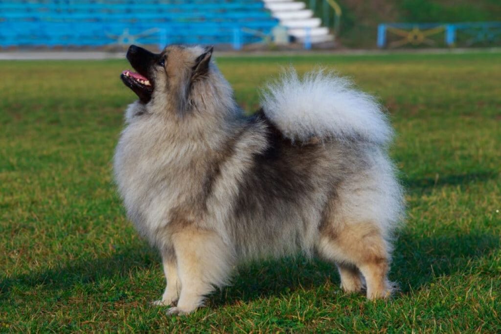 Keeshond Hound Dogs