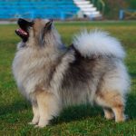 Keeshond Hound Dogs